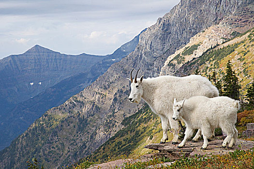 石山羊,雪羊,母亲,冰川国家公园,蒙大拿