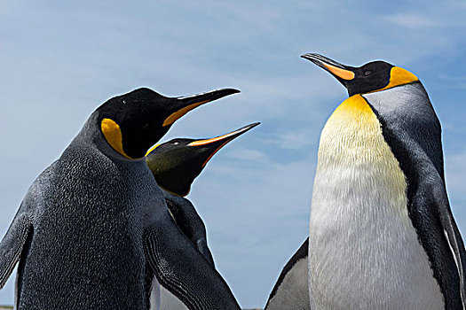 帝企鹅,争斗,港口,福克兰群岛,南美