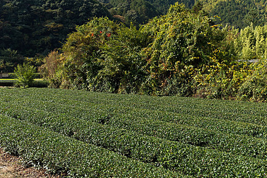 茶,农场