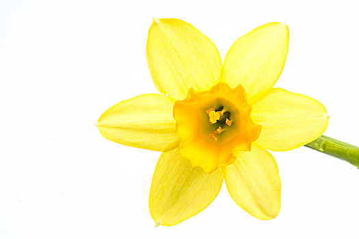 黄色,水仙花,盛开,茎,白色背景,背景