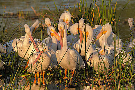 聚集,白色,鹈鹕,美洲白鹈鹕,湿地,佛罗里达,美国