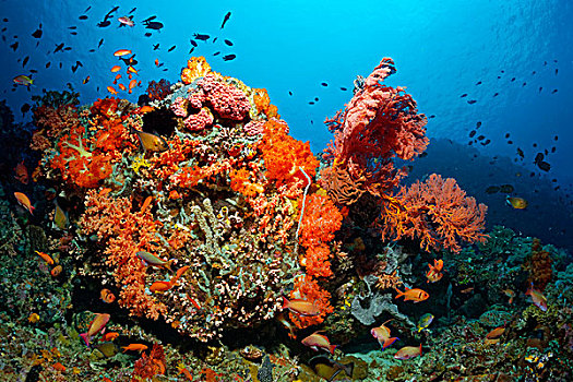 珊瑚,生物群,鱼,无脊椎动物,石头,软珊瑚,柳珊瑚目,海绵,海鞘,大堡礁,昆士兰,累石堆,太平洋,澳大利亚,大洋洲