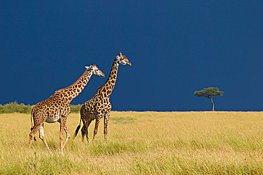 马赛长颈鹿,长颈鹿,热带稀树草原,只,前,暴雨,马赛玛拉国家保护区,肯尼亚,非洲