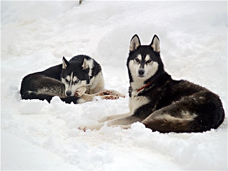 爱斯基摩犬,雪