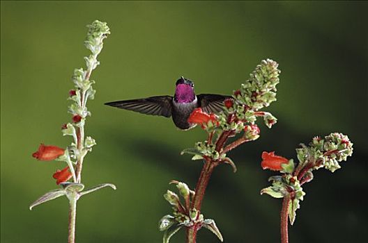 蜂鸟,飞,旁侧,花,蒙特维多云雾森林自然保护区,哥斯达黎加
