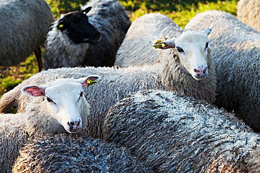 羊群,草场,瑞典