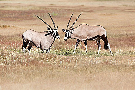 南非大羚羊,羚羊,一对,卡拉哈里沙漠,南非