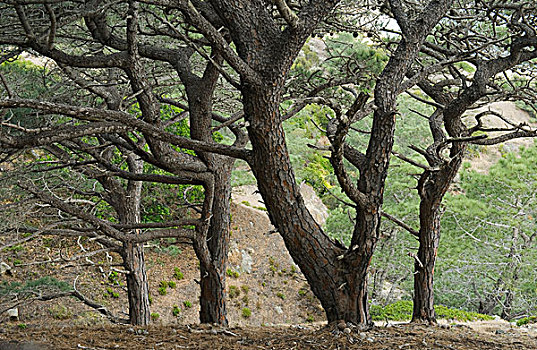 松属,树,岛屿,峡岛国家公园,加利福尼亚