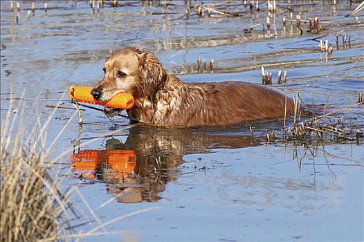 金毛猎犬,母狗,站在水中