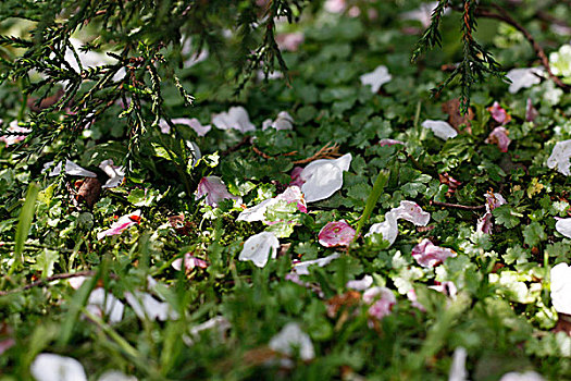 花瓣飘落