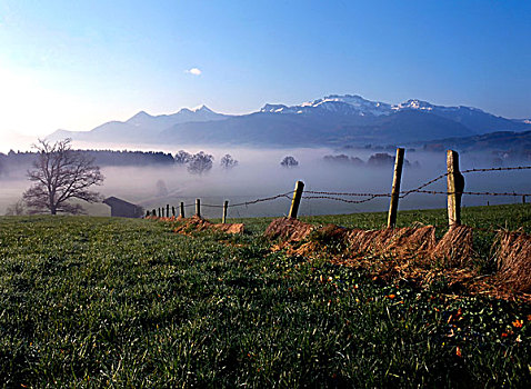 早,早晨,雾,农田,正面,巴伐利亚,阿尔卑斯山,齐姆高,上巴伐利亚,德国,欧洲