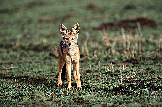 肯尼亚,马赛马拉国家保护区,头像,黑背狐狼,大幅,尺寸