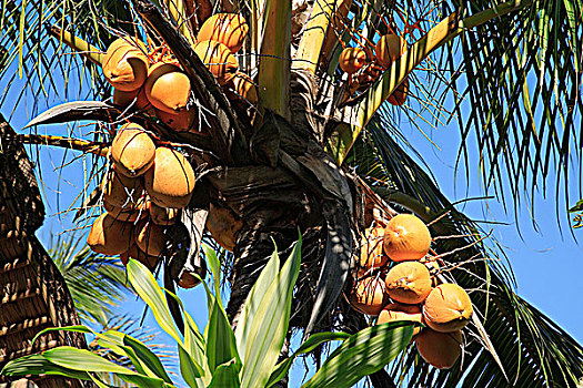 毛里求斯,椰树