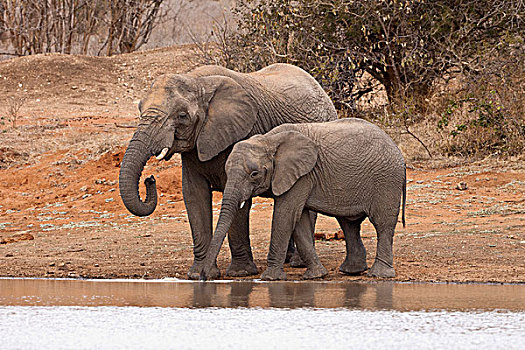非洲,大象,幼兽,喝,游戏,住宿,国家,公园,林波波省,南非