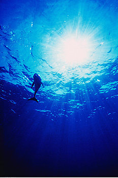 水下视角,斑海豚,巴哈马