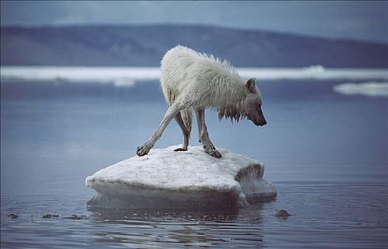 北极狼,狼,浮冰,艾利斯摩尔岛,加拿大