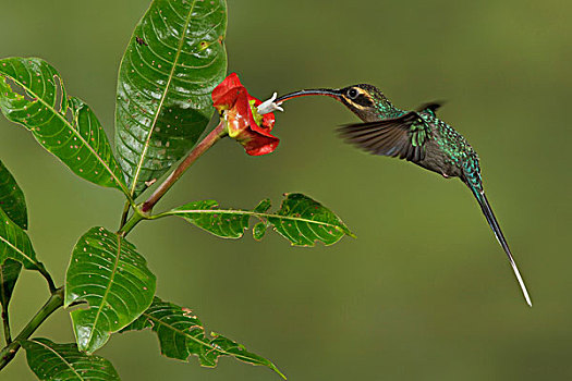 飞,进食,花,哥斯达黎加