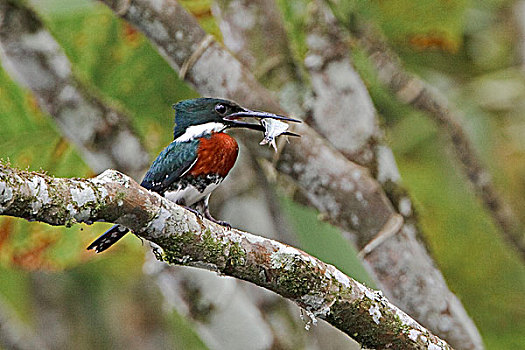 绿色,翠鸟,北美,栖息,枝条,靠近,河,亚马逊地区,厄瓜多尔