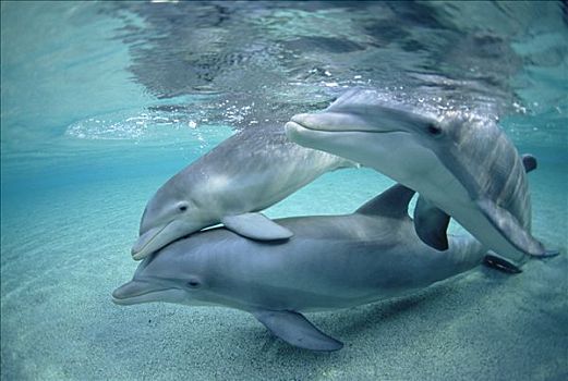 宽吻海豚,水下,三个,圈养动物,夏威夷