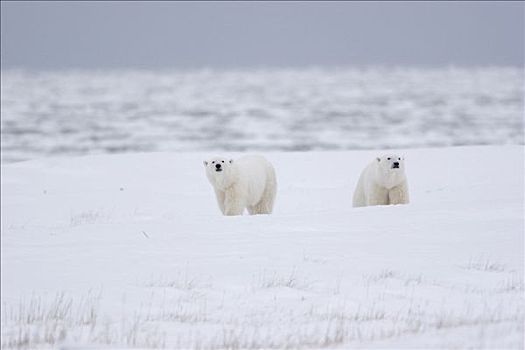 两个,北极熊,走,上方,苔原,丘吉尔市,曼尼托巴,加拿大