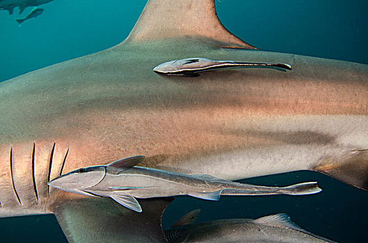 鮣鱼,鲨鱼,南非