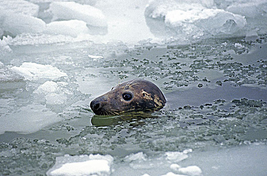 灰海豹,头部,出现,冰,海洋,岛屿,加拿大