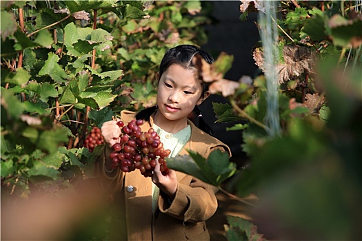 山东省日照市,初冬时节的新鲜水果,冰美人葡萄甜蜜来袭