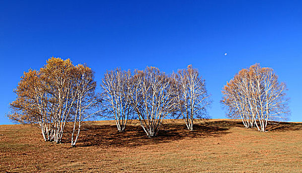 坝上草原秋季风光塞罕坝乌兰布统木兰围场风景