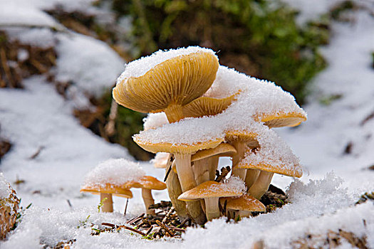 丛生,黄金菇,雪中