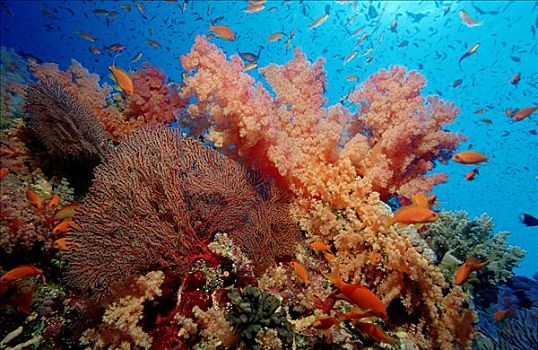 珊瑚礁,困难,珊瑚,软珊瑚,柳珊瑚目