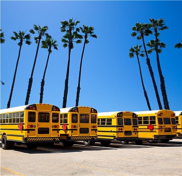 校车,排,加利福尼亚,棕榈树,照片