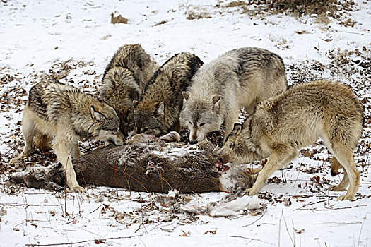 东方,大灰狼,狼,非洲野犬属,掠夺,吃