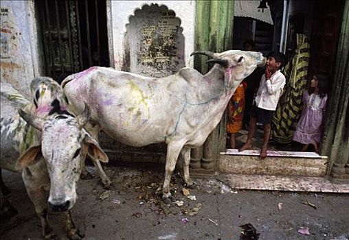 神圣,母牛,瓦腊纳西,北方邦,印度,亚洲