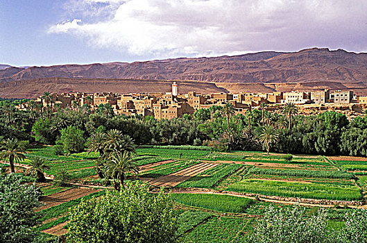 摩洛哥,种植,土地