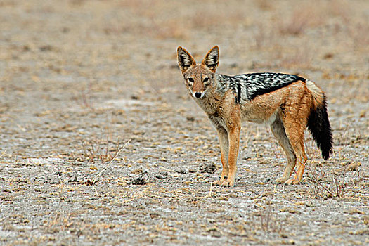 黑背狐狼,黑背豺,埃托沙国家公园,纳米比亚,非洲