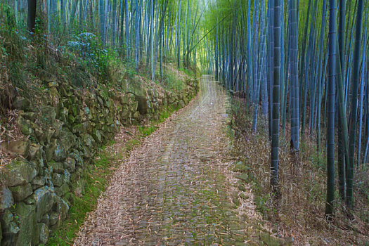 鄞州,塘溪镇,塘溪,黄泥岭古道,古道,阳光,山路,山林