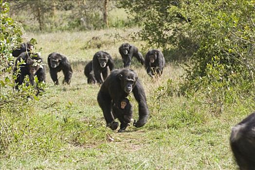 黑猩猩,类人猿,自然保护区,肯尼亚,正面