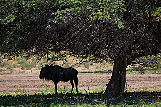 蓝角马,角马,站立,荫凉,树,卡拉哈迪大羚羊国家公园,北开普,南非,非洲