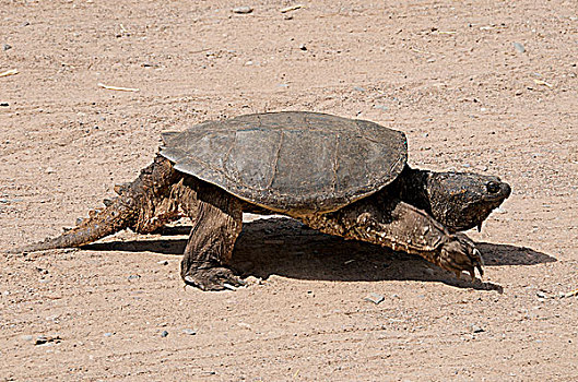 走,一个,淡水龟,世界,砂岩,明尼苏达,北美