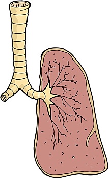 一个,肺部
