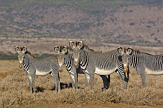 斑马,细纹斑马,群,莱瓦野生动物保护区,北方,肯尼亚