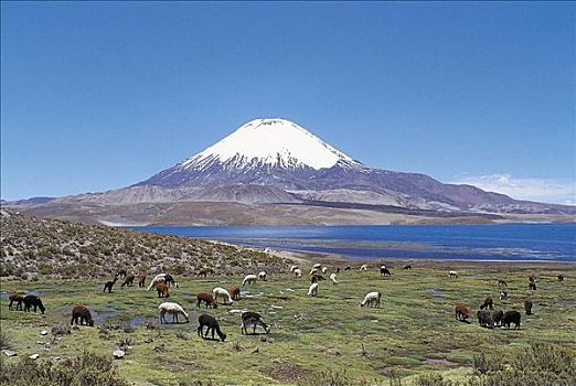 牧群,羊驼,喇嘛,哺乳动物,拉乌卡国家公园,北方,智利,南美,动物