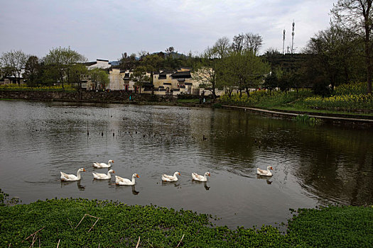 呈坎,安徽,古村落,旅游,景点,水乡,住宅,房子,小桥,拱桥,春天,居民,原生态