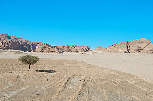 刺槐,沙漠,西奈半岛,埃及,非洲