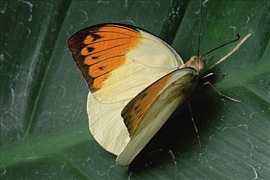 蝴蝶,印度