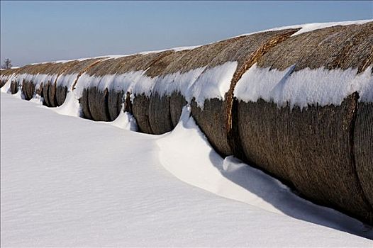 稻草,排列,雪地