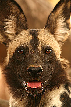 野狗,非洲野犬属,国家公园,津巴布韦