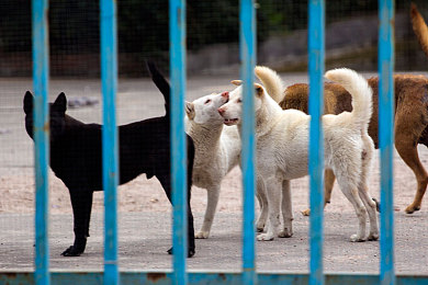 犬吠图片