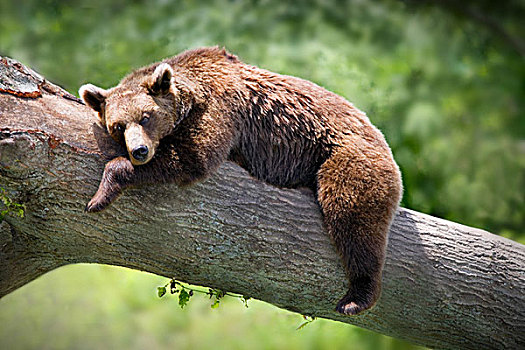 棕熊,全身照,大树,枝条,看,困,放松