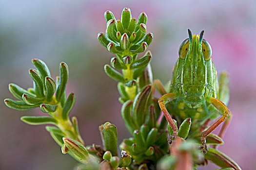 蝗虫,保护色,植物,南非